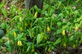 Colony of Large Flowered Bellwort Ã¢â¬â Uvularia grandflora